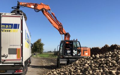 Bietencampagne Zeeuws-Vlaanderen