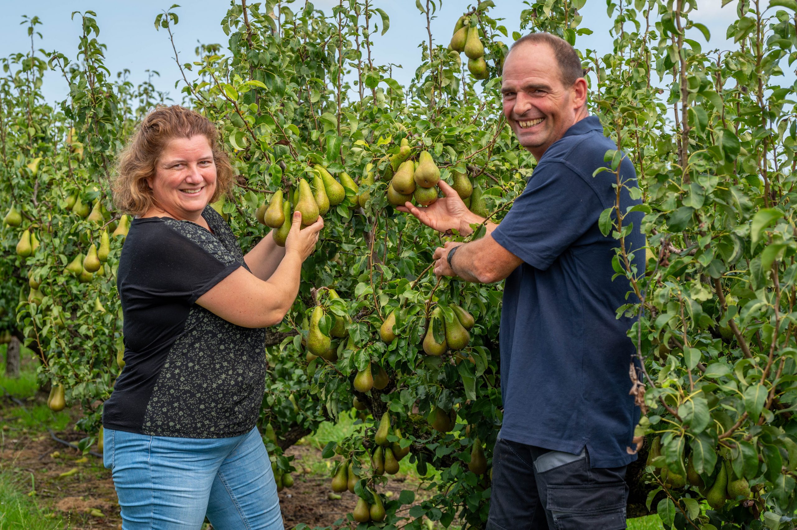 Cadsand Fruit in Zaamslag